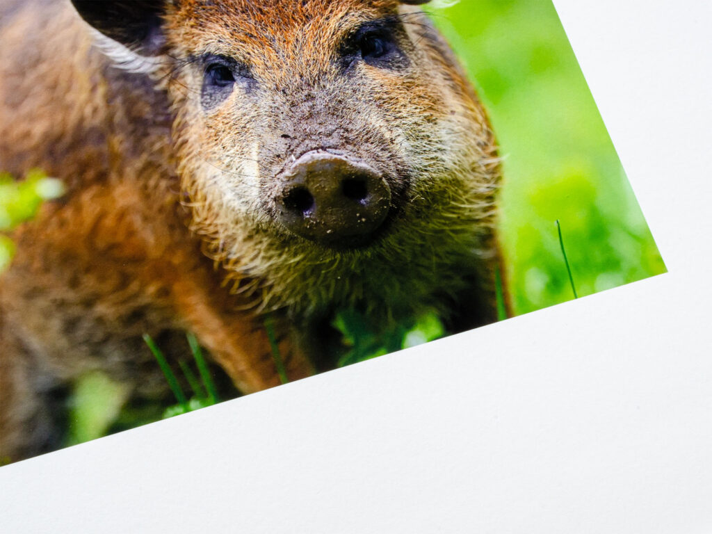 Hahnemühle Photo Rag Ultra Smooth 305